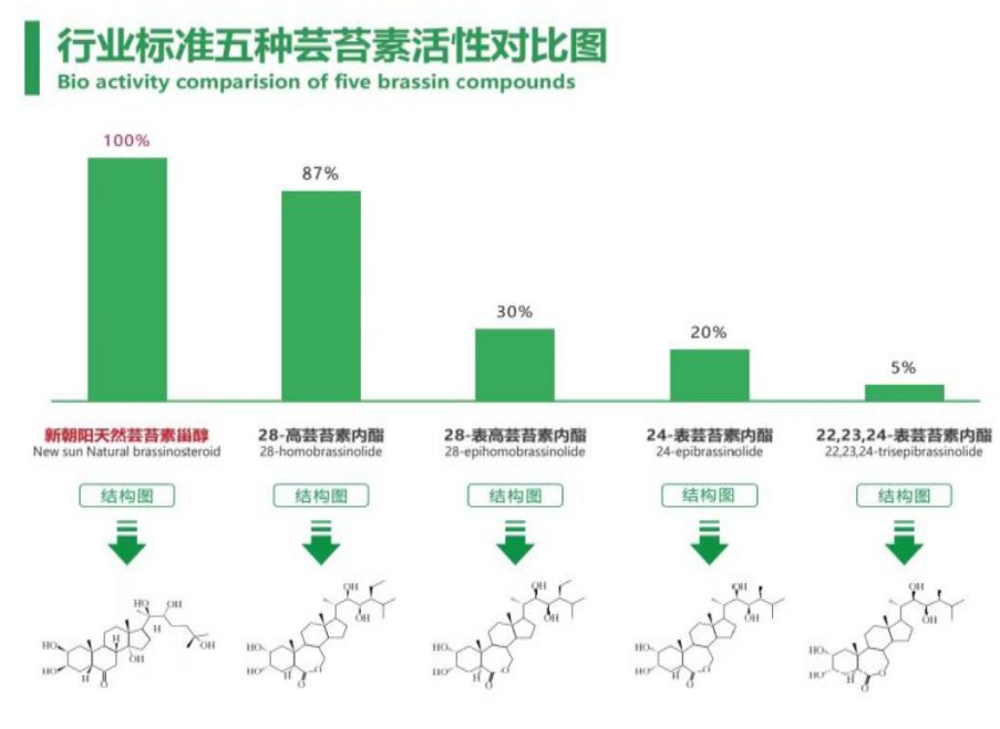 小麦拌种选尊龙凯时天然芸苔素，让小麦高产赢在起跑线上！（小麦在什么时候用芸苔素效果最佳）