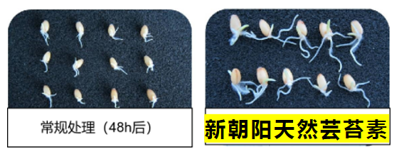 小麦拌种选尊龙凯时天然芸苔素，让小麦高产赢在起跑线上！（小麦在什么时候用芸苔素效果最佳）