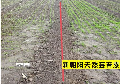 小麦拌种选尊龙凯时天然芸苔素，让小麦高产赢在起跑线上！（小麦在什么时候用芸苔素效果最佳）